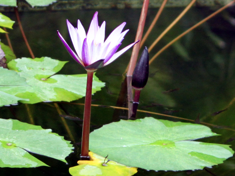 Nymphaea micrantha_'murasakishikibu'