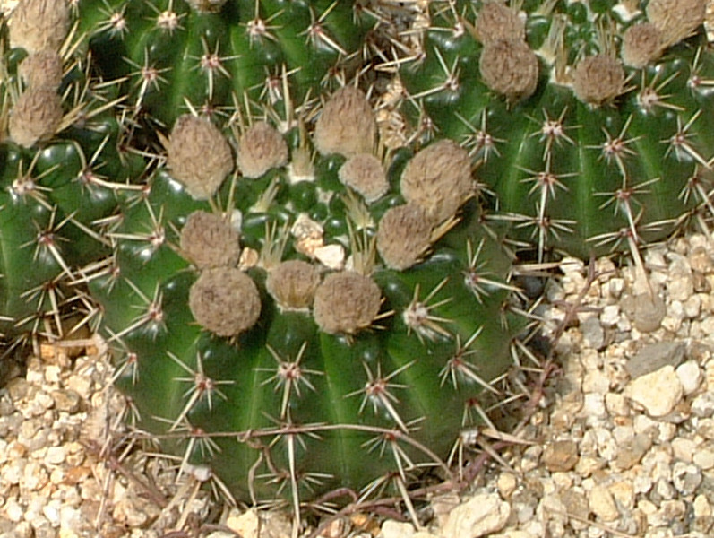 Parodia Submammulosa