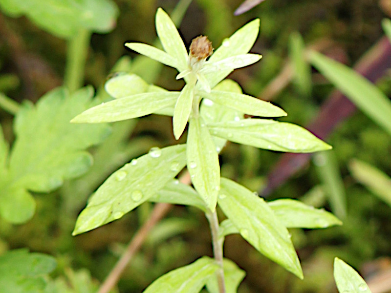 Leontopodium japonicum