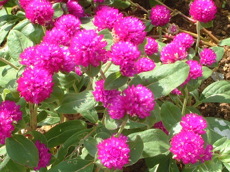 千日紅 Gomphrena Globosa 科技研花图画书