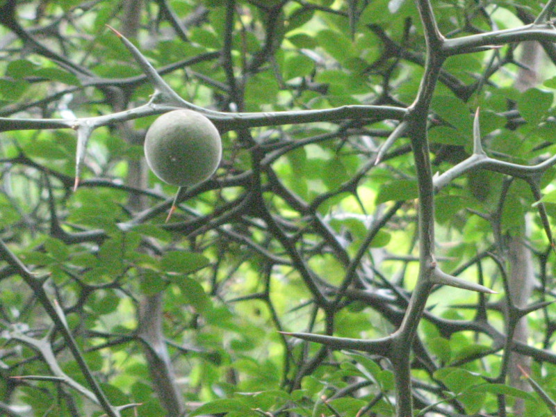 Trifoliate orange