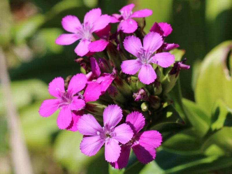 ハマナデシコ Dianthus Japonicus かぎけん花図鑑