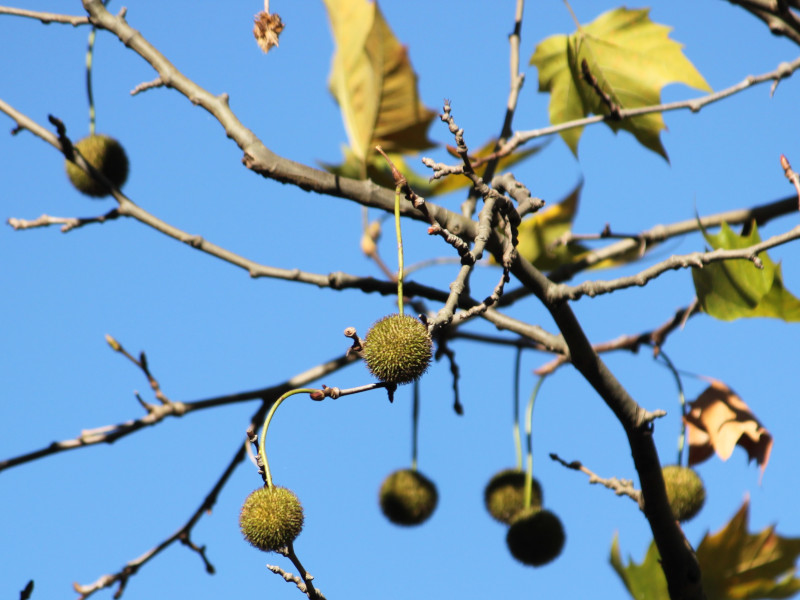 Liquidambar styraciflua 