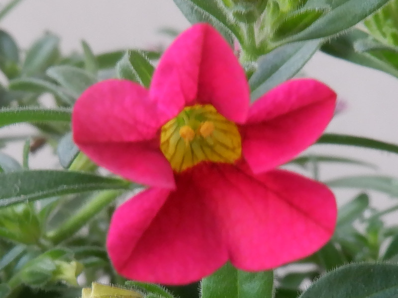 Calibrachoa