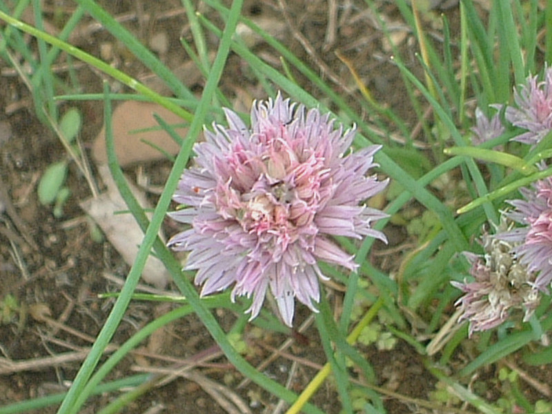 チャイブ Allium Schoenoprasum かぎけん花図鑑