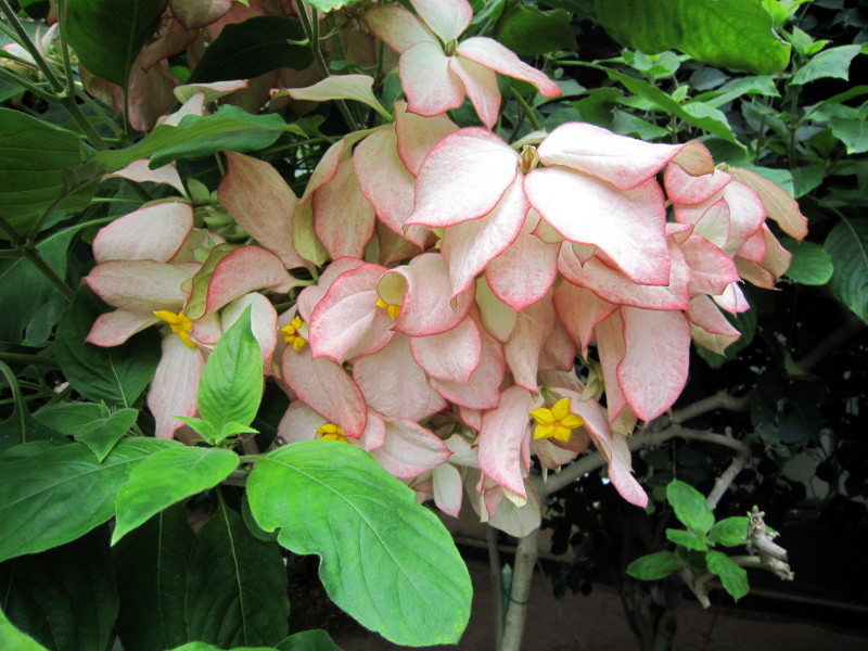 Mussaenda philippica Sirikit