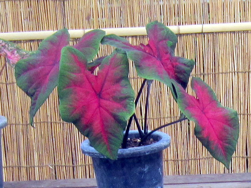 Caladium