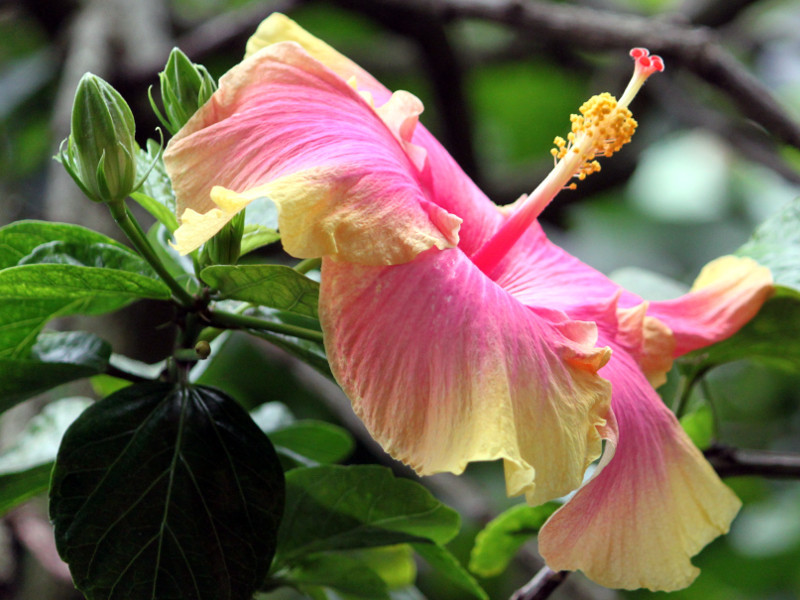 ハイビスカス Hibiscus Hybrids かぎけん花図鑑