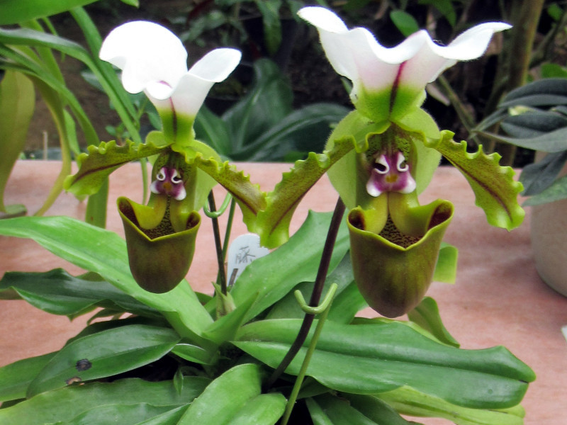 白旗兜兰 Paphiopedilum Spicerianum 科技研花图画书