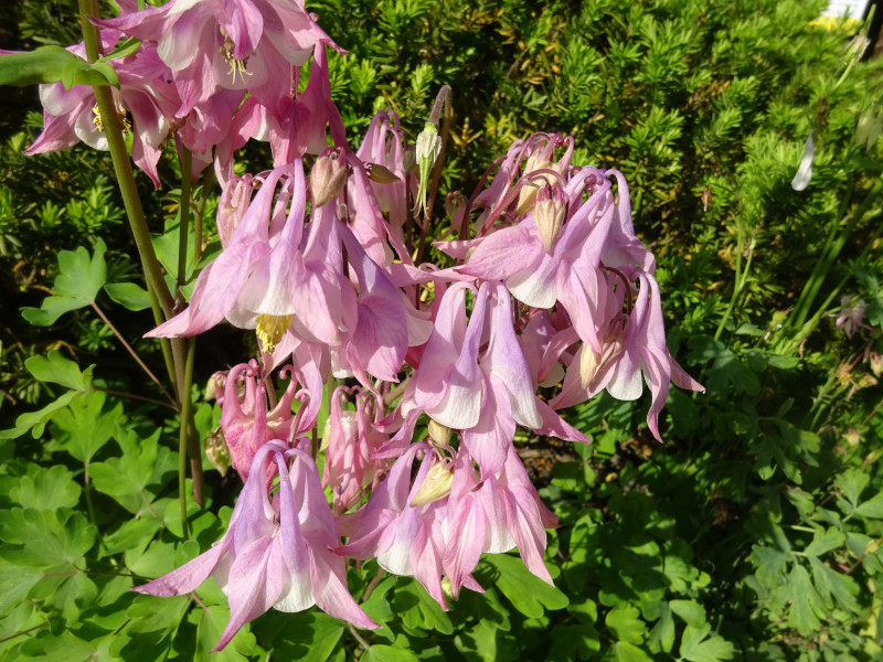  Aquilegia vulgaris