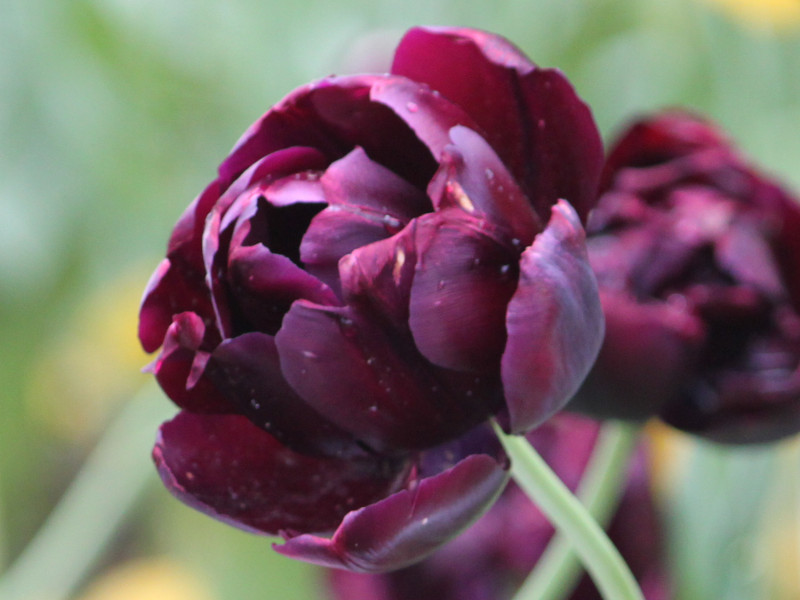 チューリップ ブラックヒーロー Tulipa Cv Black Hero かぎけん花図鑑