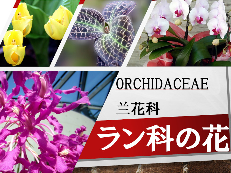 Orchidaceae