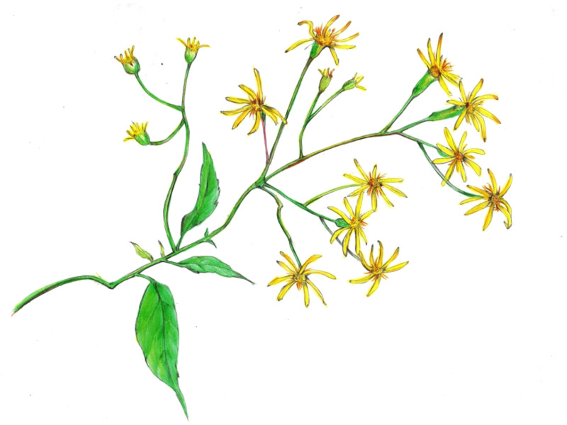 Senecio scandens