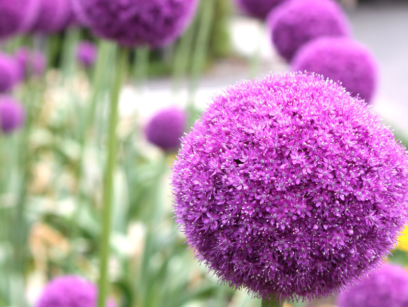 アリウム ギガンテウム Allium Giganteum かぎけん花図鑑