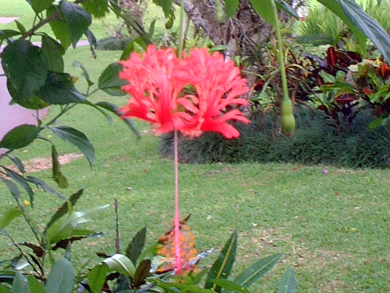 Hibiscus schizopetalus