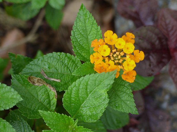 Lantana