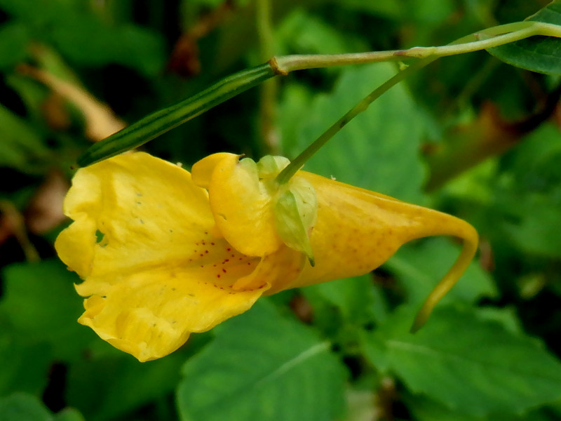 Impatiens nolitangere