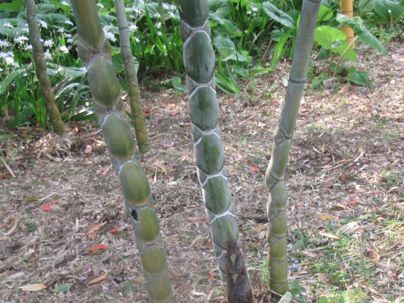 Phyllostachys heterocycla