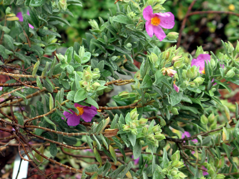 Cistus Albidus Cistus Albidus Flower Database