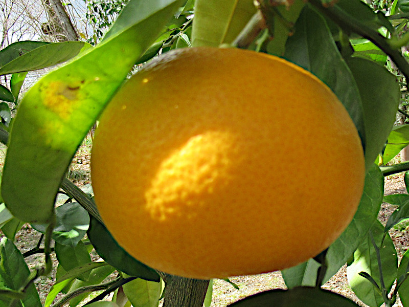 Hassaku orange