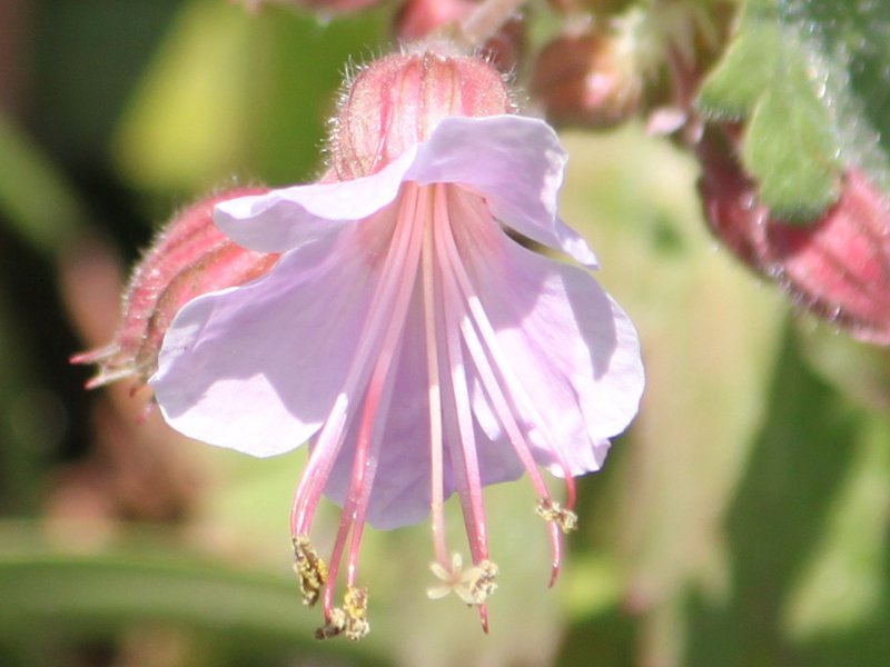 Geranium macrorrhizum