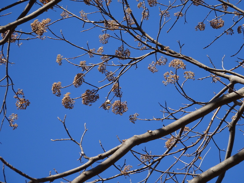 Tetradium glabrifolium