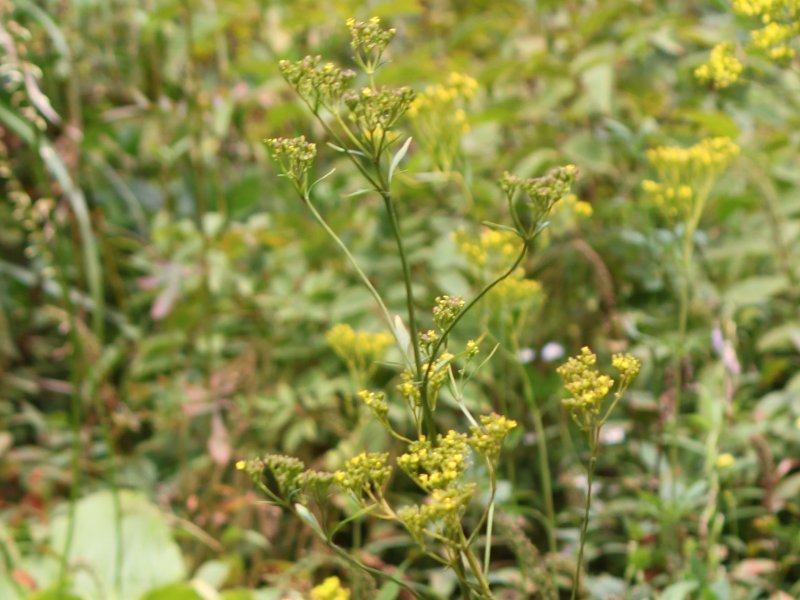 Patrinia scabiosifolia