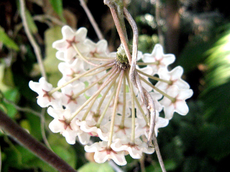  Hoya carnosa