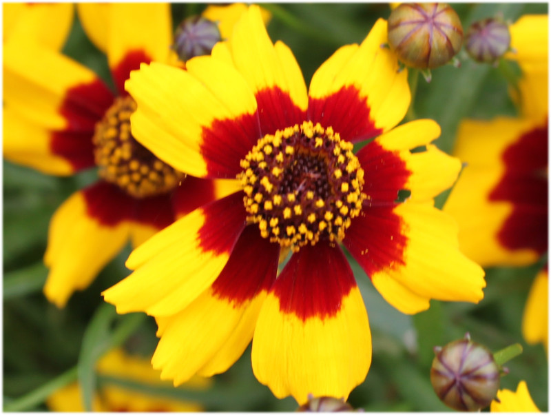 ハルシャギク Coreopsis Tinctoria かぎけん花図鑑