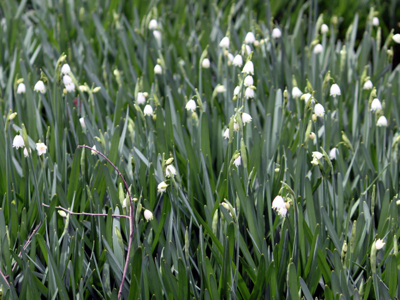 スノーフレーク Leucojum Aestivum かぎけん花図鑑