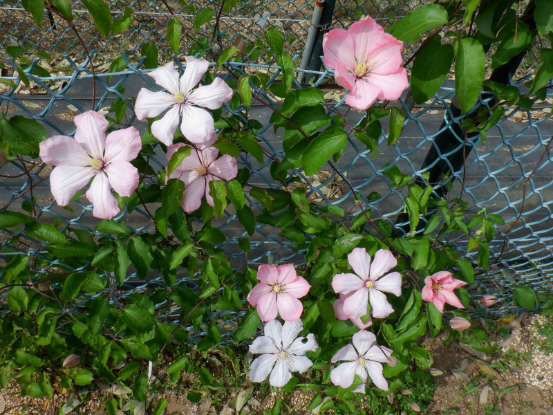 Clematis 'Ai-Nor'