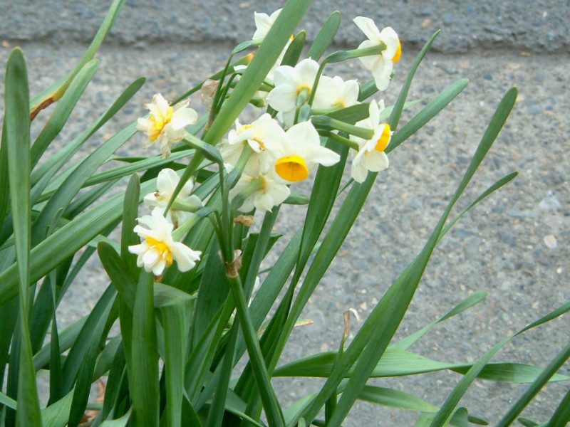 中国水仙 Narcissus Tazetta Var Chinensis 科技研花图画书