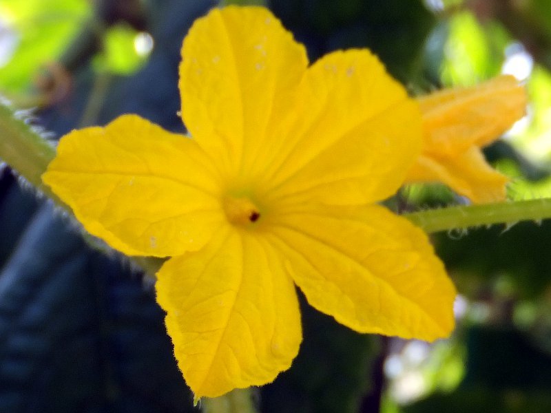 キュウリ Cucumis Sativus L かぎけん花図鑑