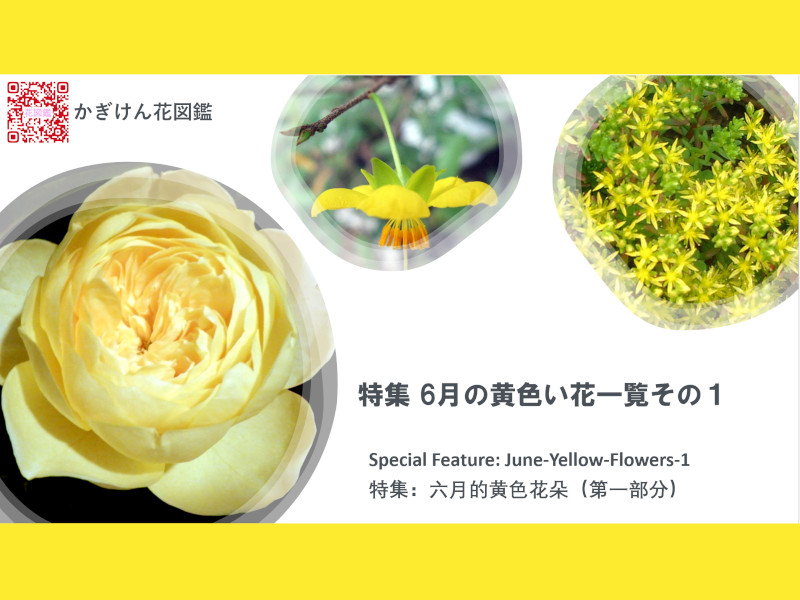 Special Feature: June-Yellow-Flowers-1