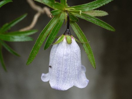 毛里求斯岛风铃