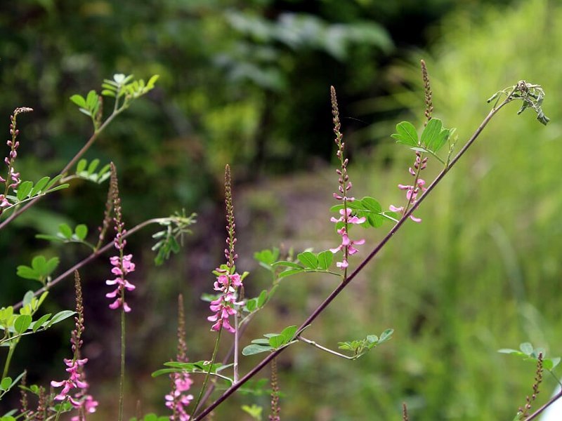 Indigofera bungeana