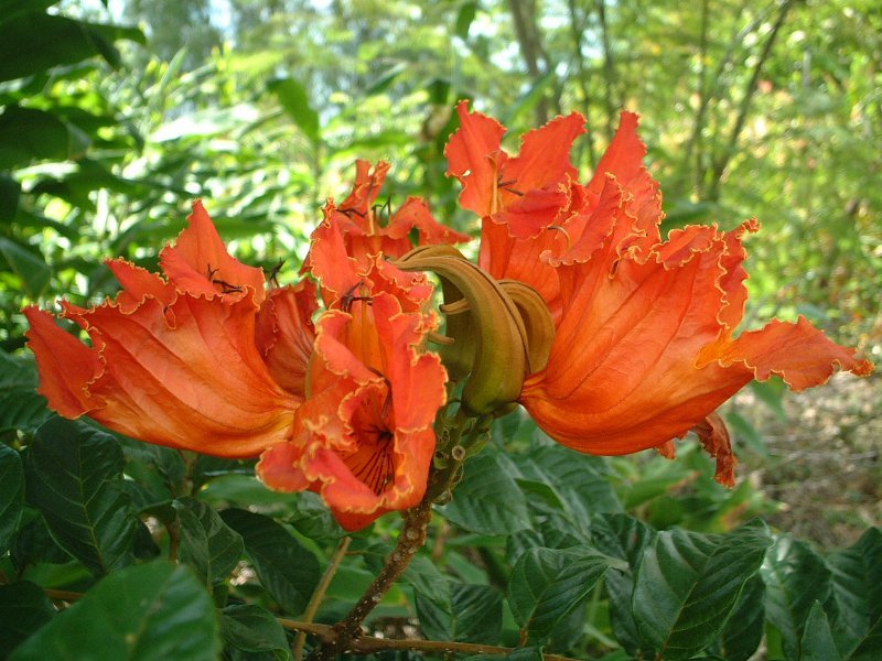 誕生花　夏（6月～8月）