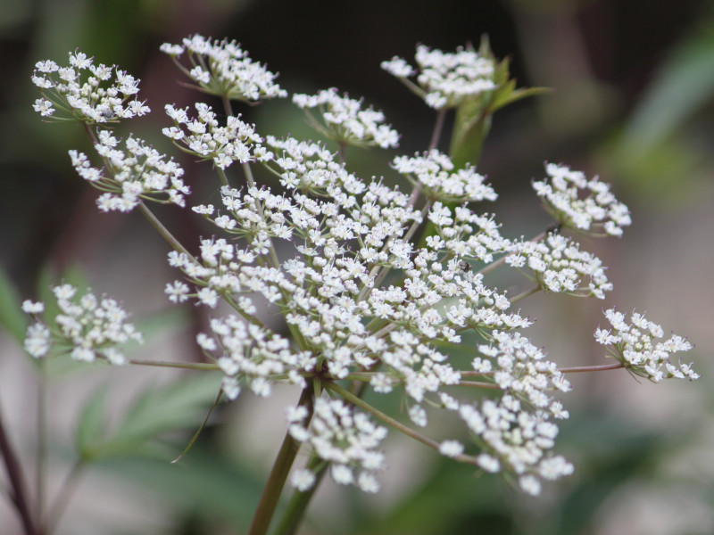  Angelica acutiloba