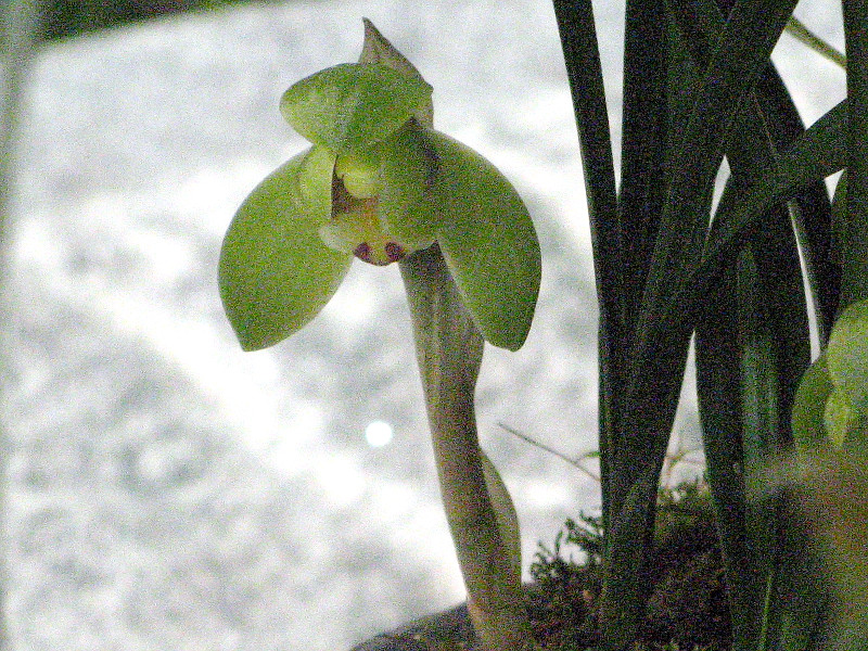 Vanda falcata