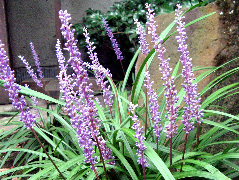 Liriope muscari