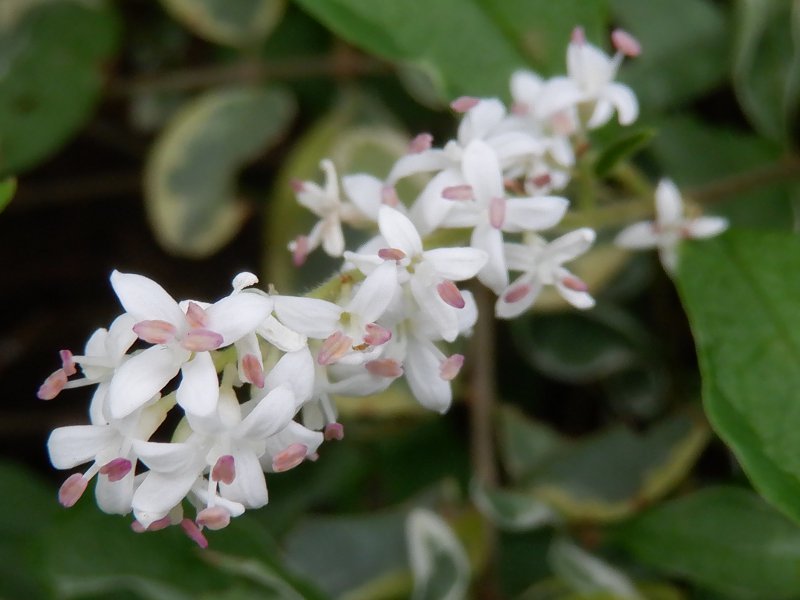 Ligustrum sinense