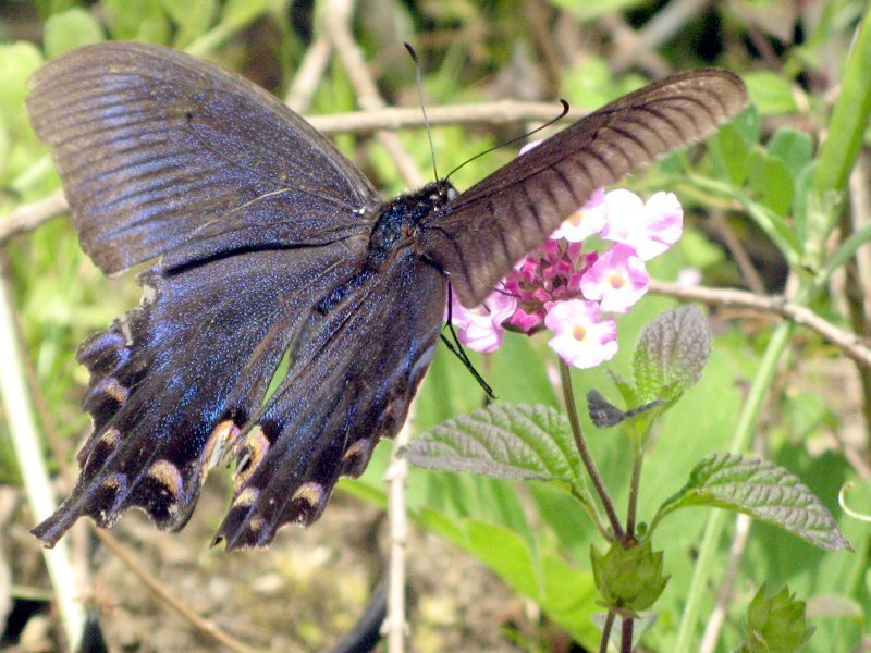 Lantana montevidensis