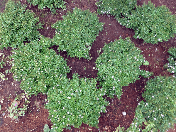 细叶雪茄花