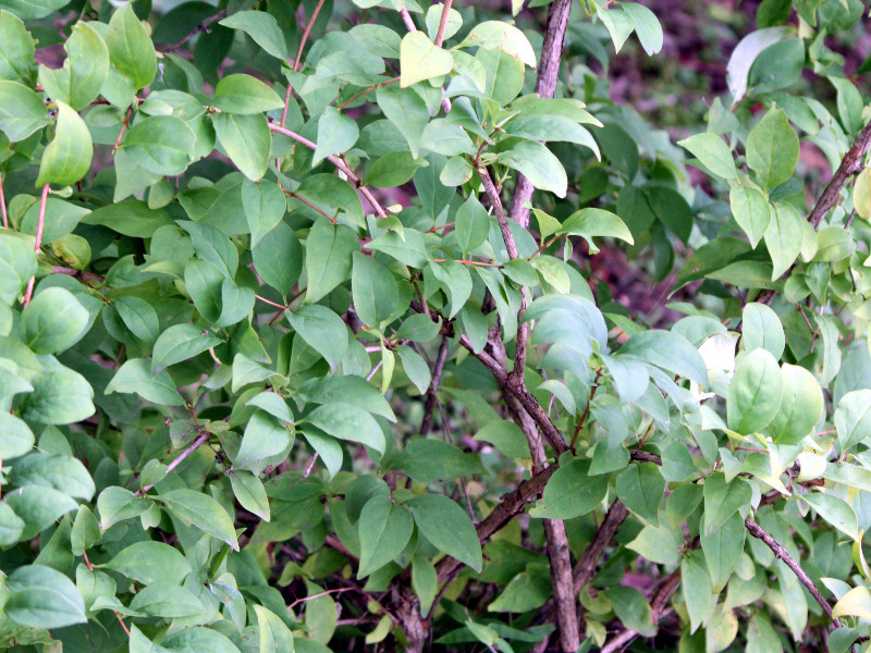 Abeliophyllum distichum