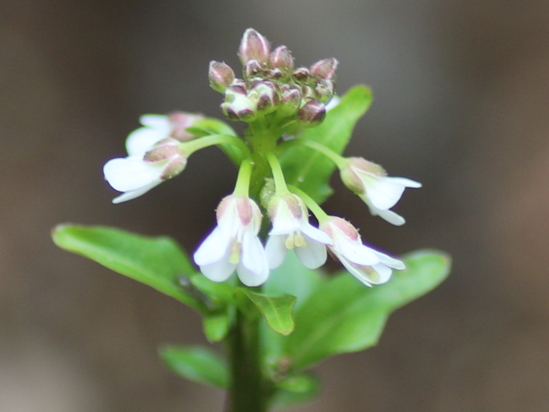 Japanese bittercress