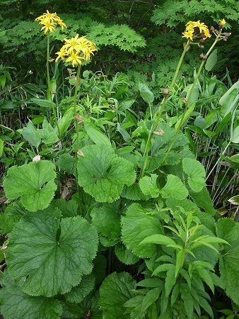 Ligularia dentata