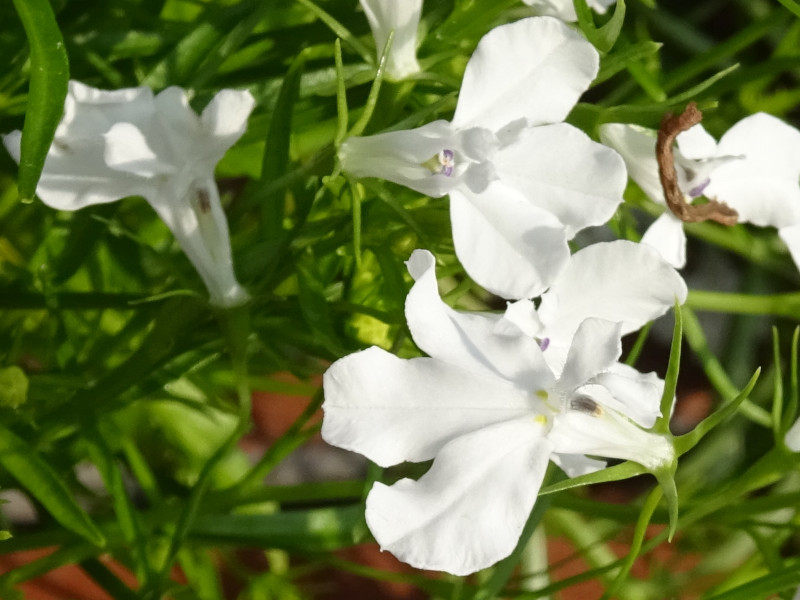 ロベリア Lobelia Erinus かぎけん花図鑑