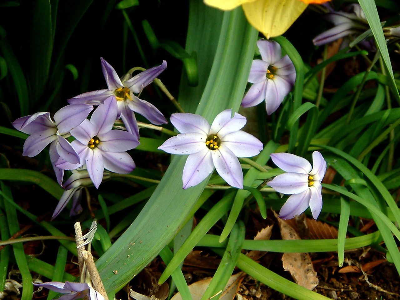 Sspring starflower