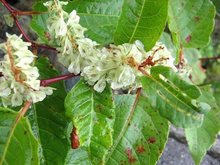 Japanese knotweed