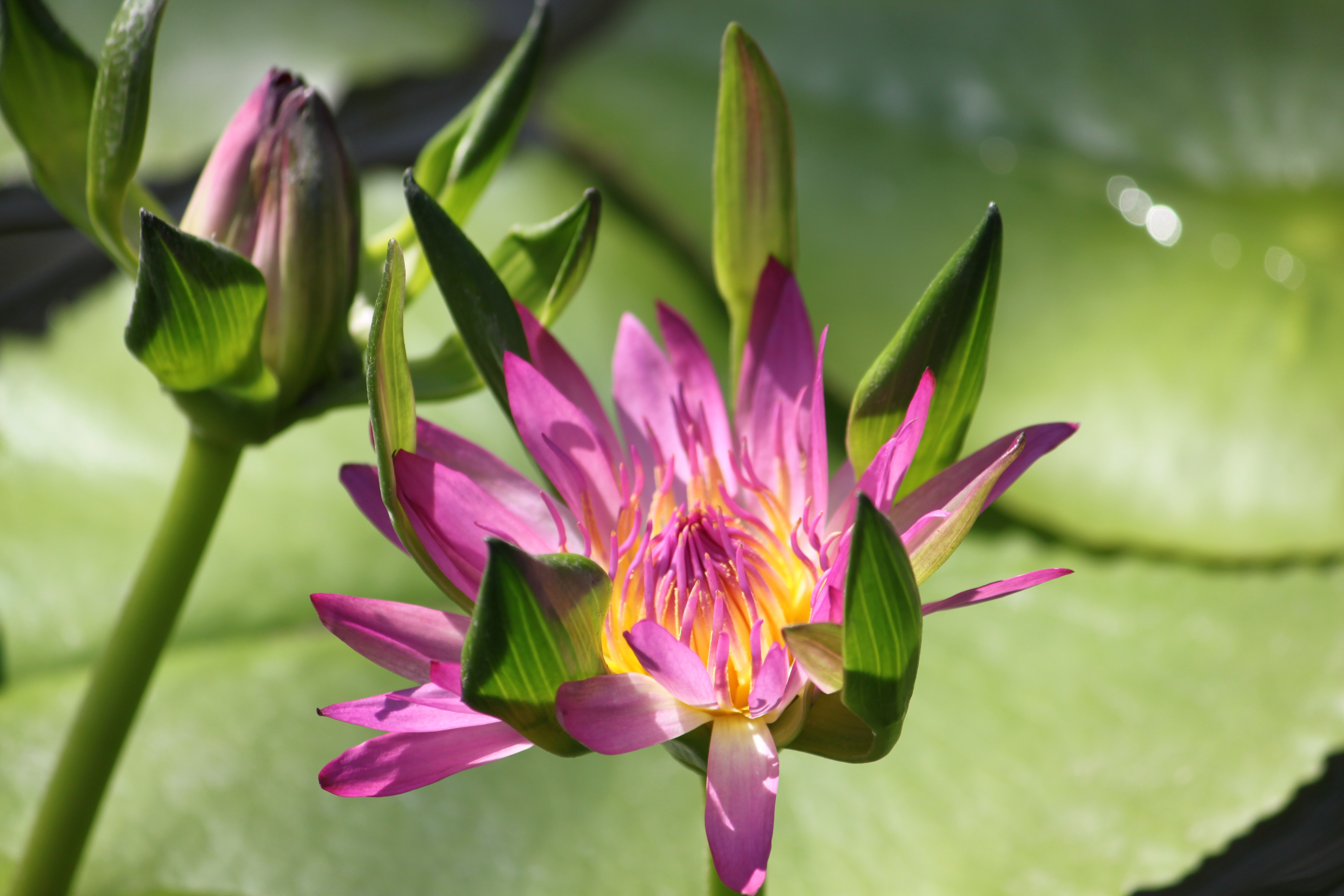 Nymphaea cv. Nang Kwak Pink